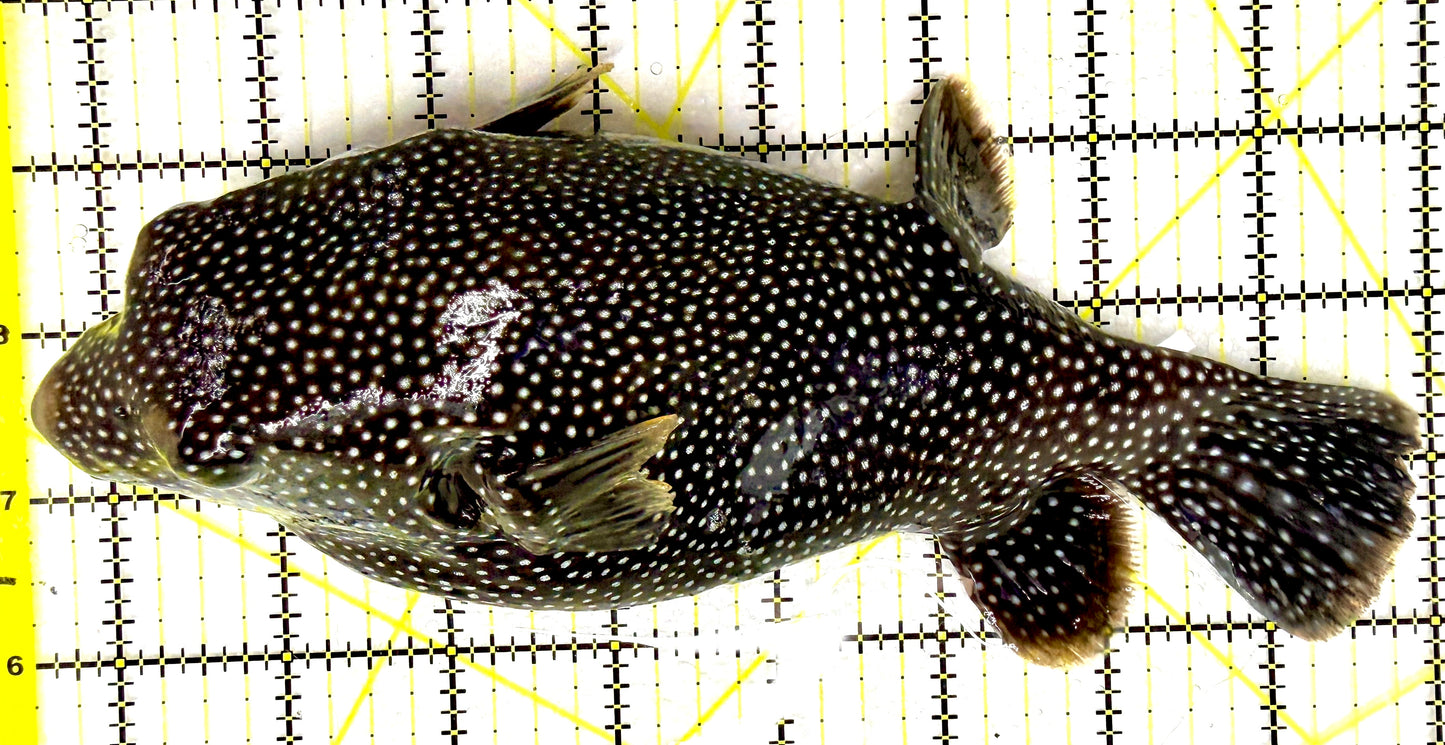 Female Golden Pufferfish (Tonga Special Grade) FGP082602 WYSIWYG Size: XXL 8.5" approx
