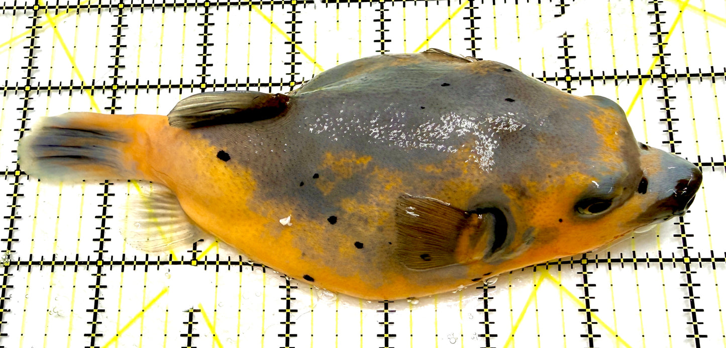 Yellow Belly Dogface Pufferfish (Tonga Special Grade) YBDP082603 WYSIWYG Size: XXL 7.25" approx