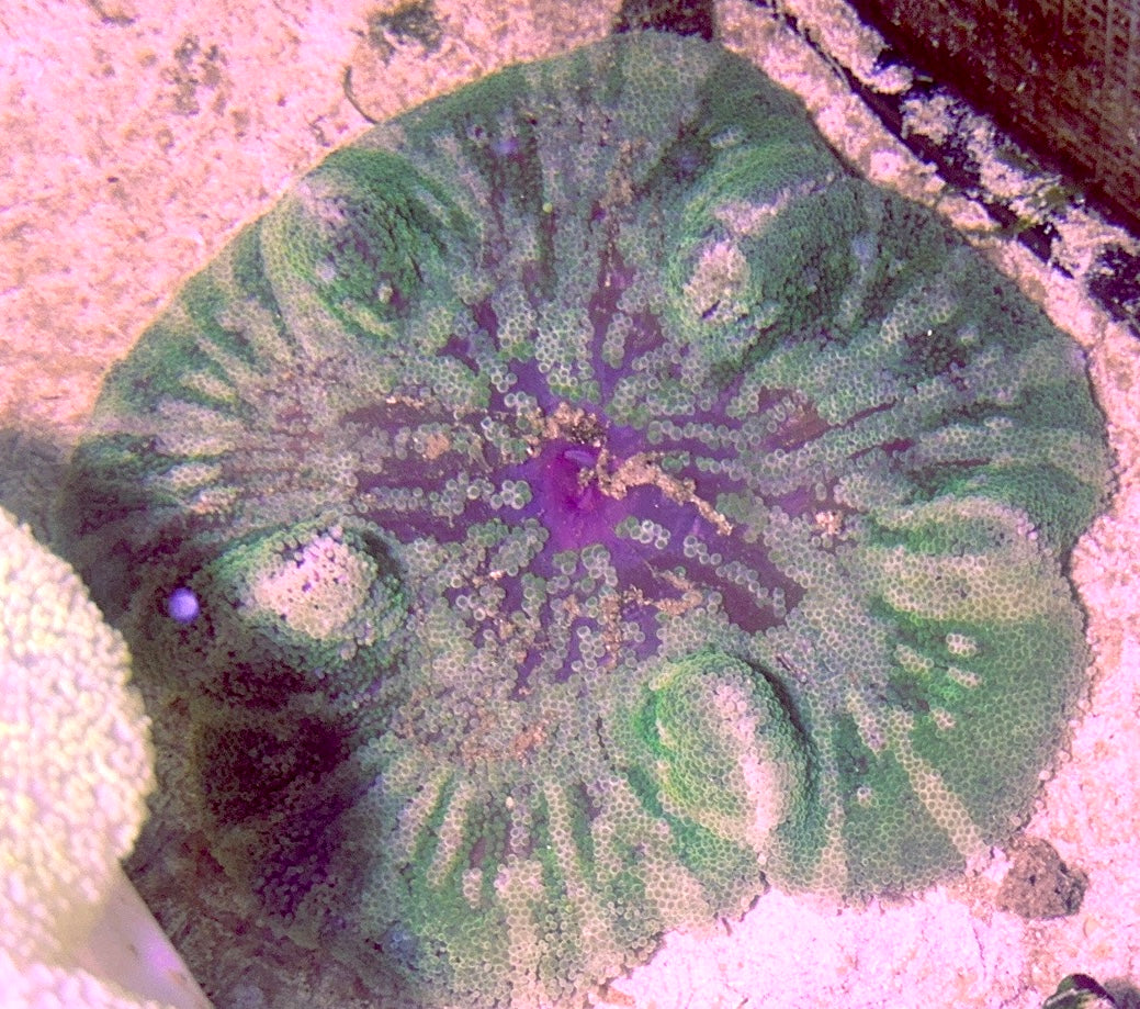 Green Striped Carpet Anemone (Haddoni) GSCA090501 WYSIWYG Size: XL 8" to 10"