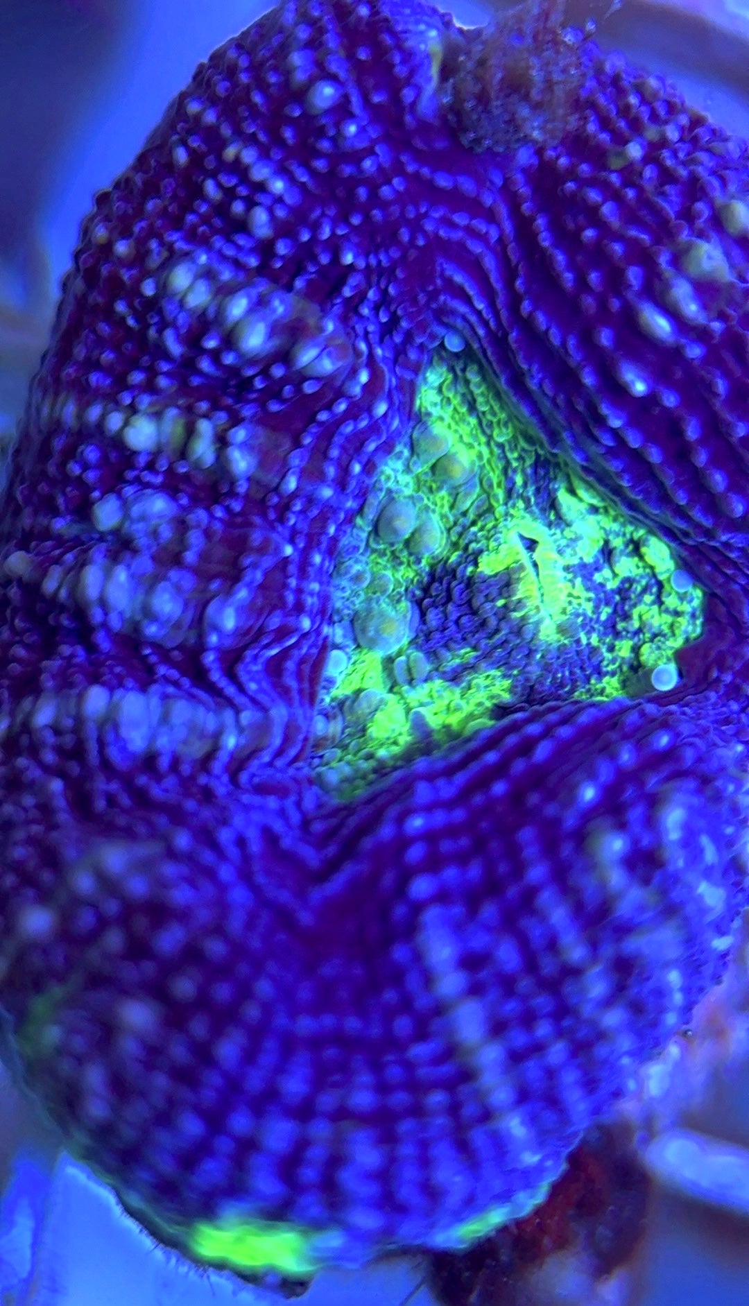 Aussie Acan Bowerbanki AAB102503 WYSIWYG