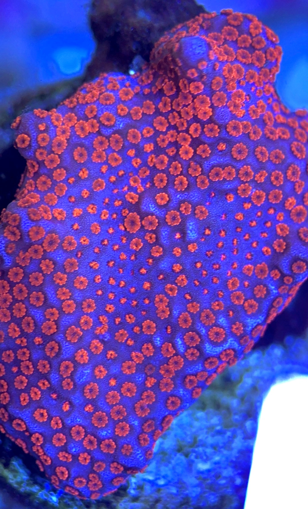 Bubblegum Montipora Size: M 0.5" to 0.75" Approx - Violet Aquarium