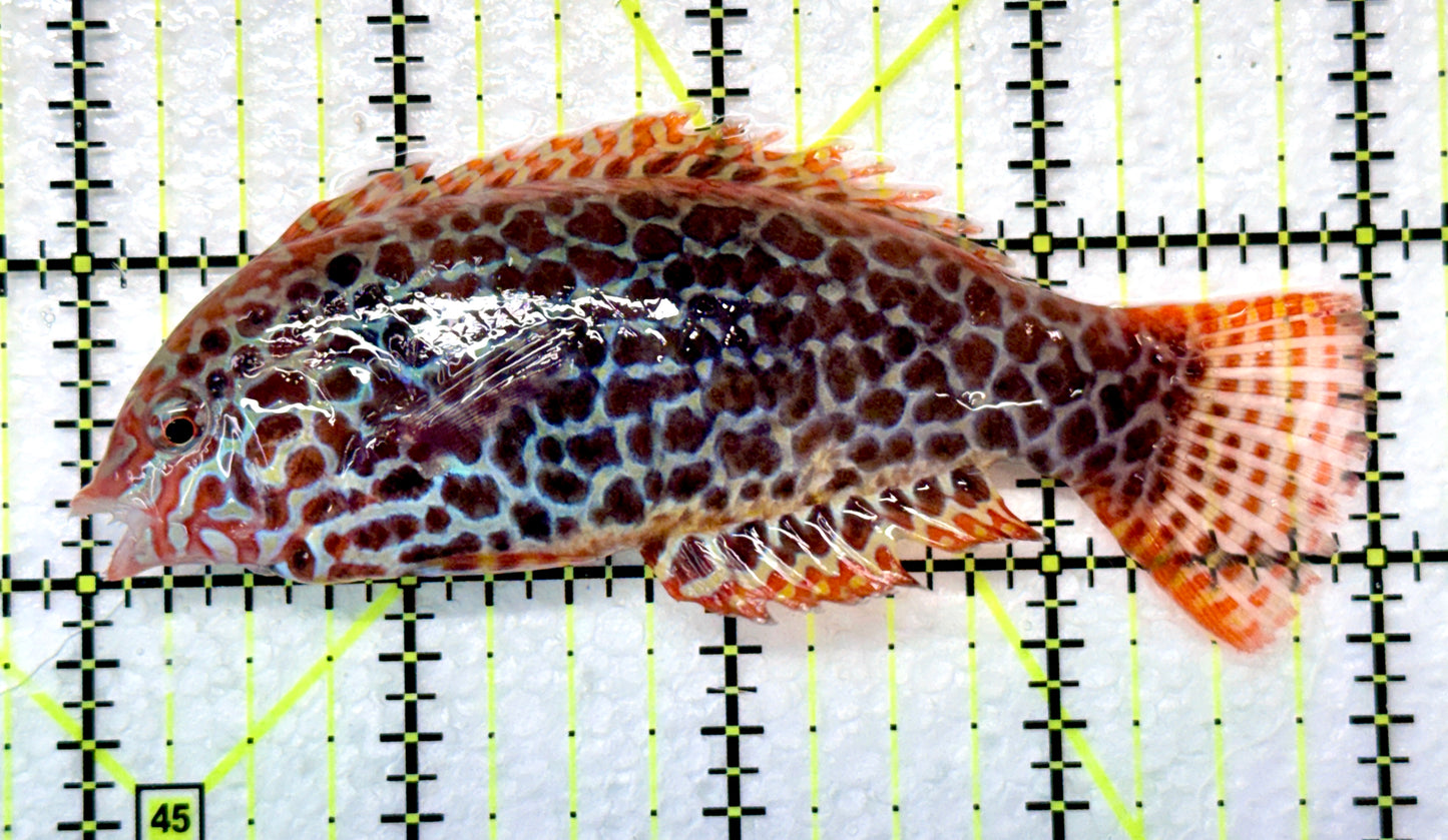 Meleagris Leopard Wrasse MLW0900202 WYSIWYG Size: XL 4" approx