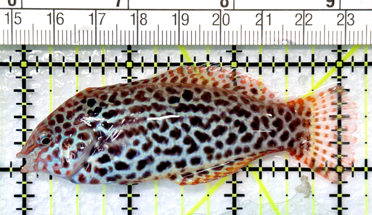 Meleagris Leopard Wrasse MLW0900201 WYSIWYG Size: XL 3.25" approx
