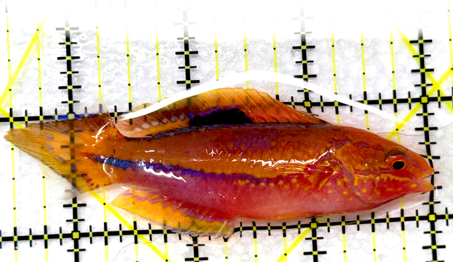Pintail Fairy Wrasse PFW090201 WYSIWYG Size: XL 3.5" approx