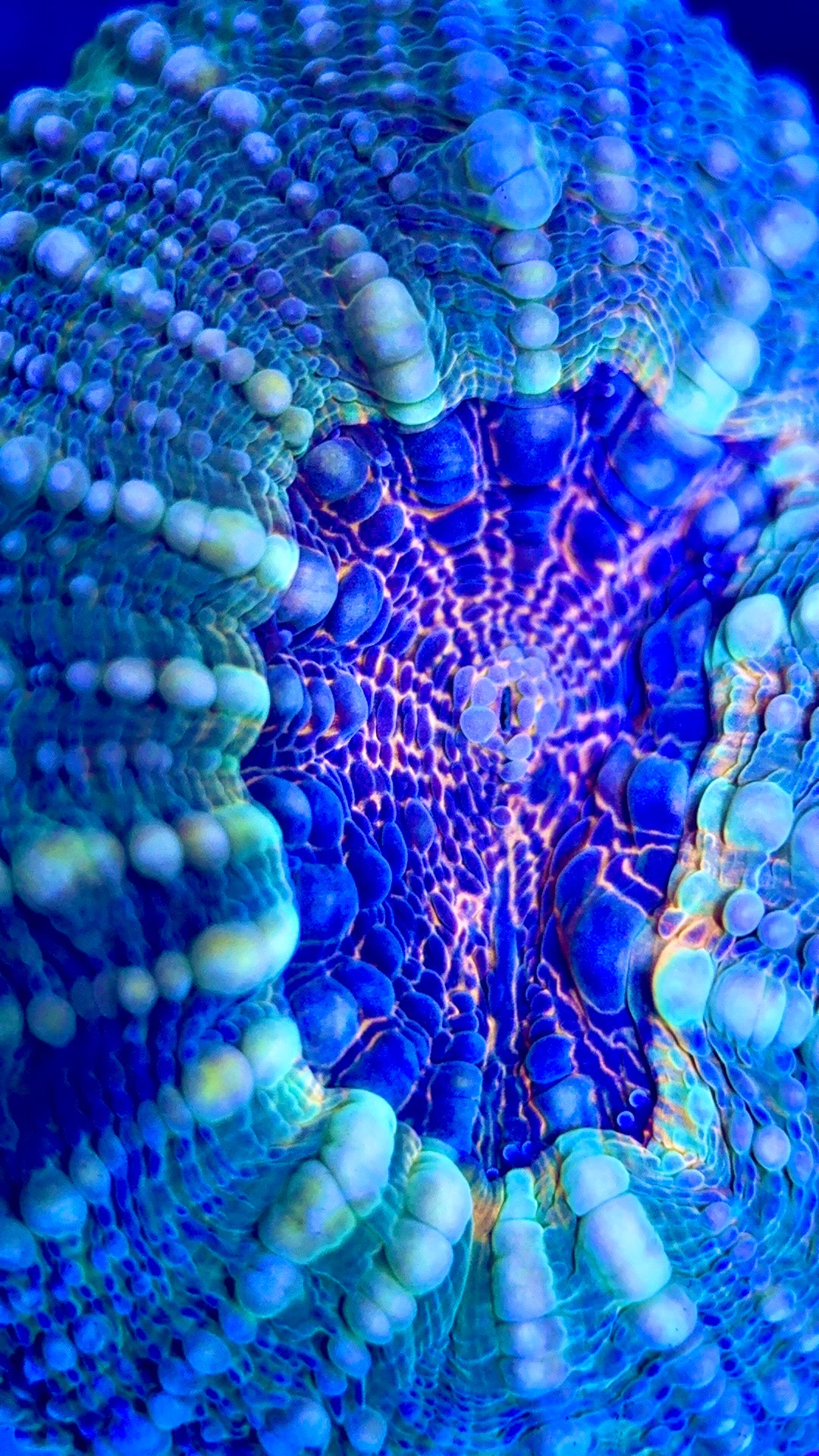 Molten Lava Lobophyllia MLL102502 WYSIWYG