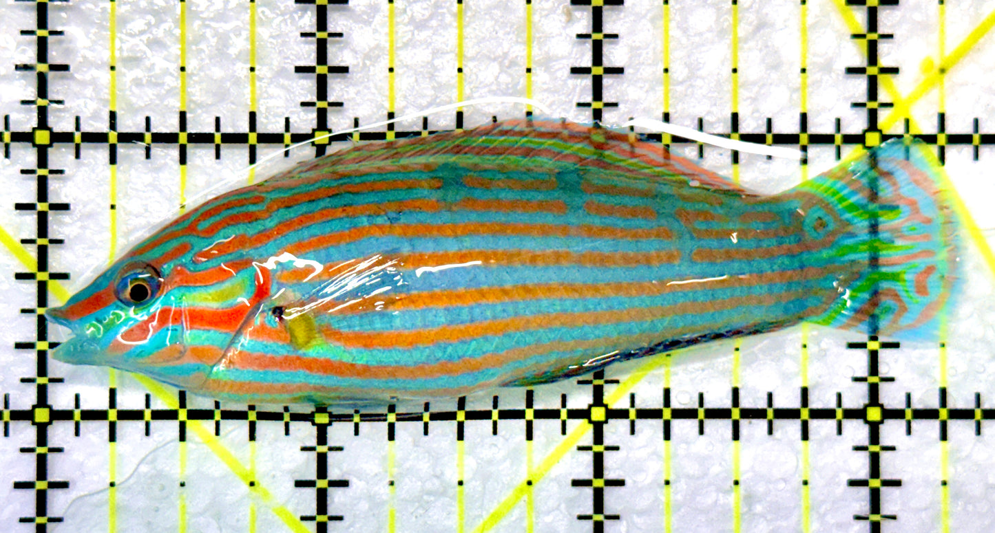 Melanurus Wrasse MW090101 WYSIWYG Size: XL 3.25" approx