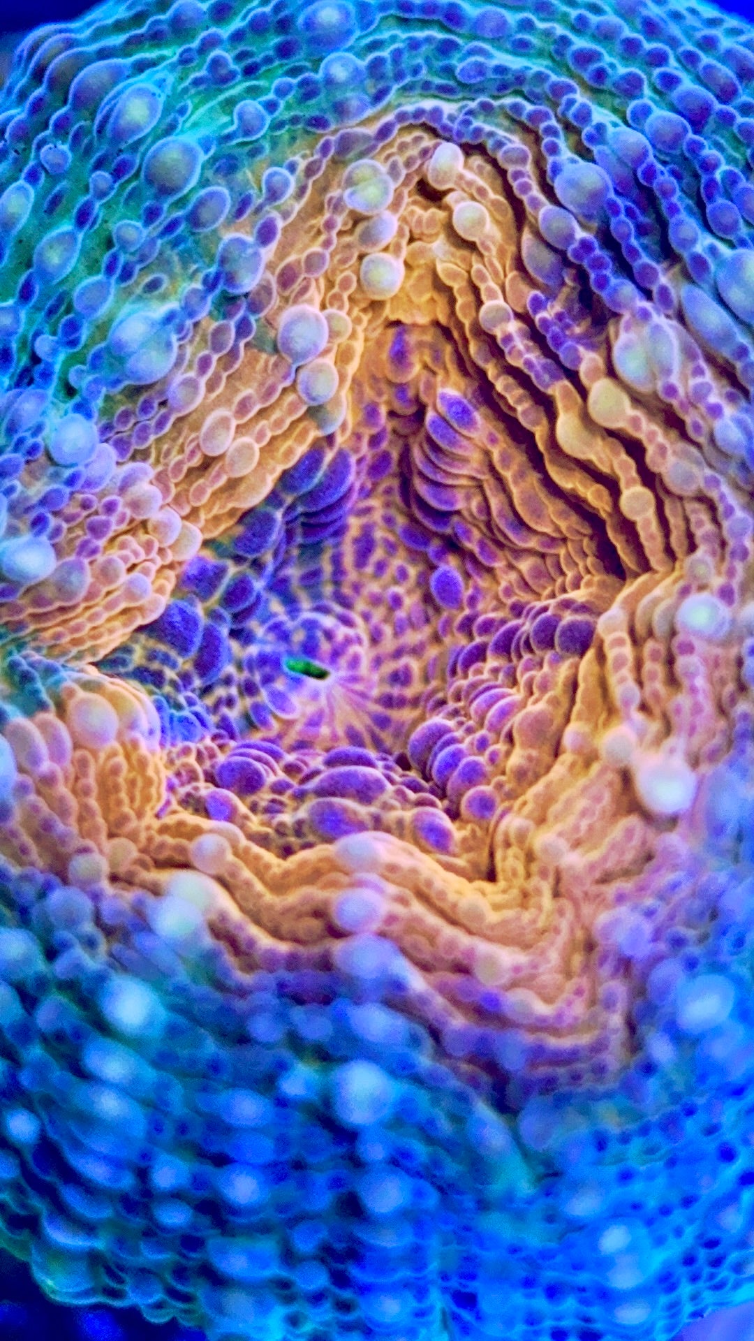 Molten Lava Lobophyllia MLL102504 WYSIWYG