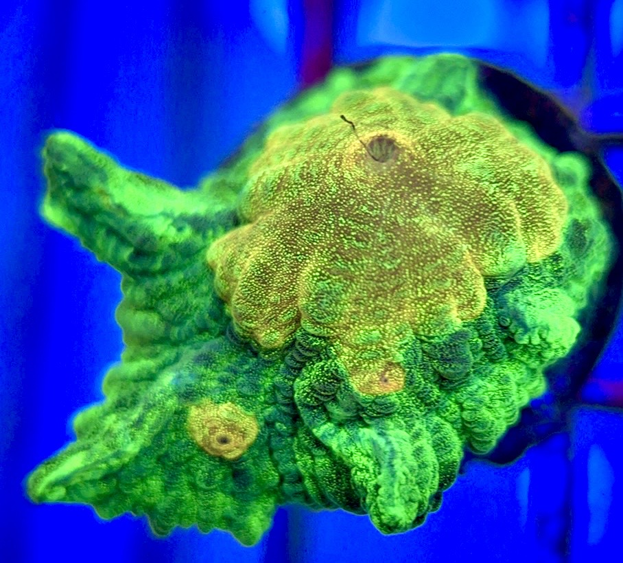 Space Invader Pectinia (Aquacultured) SIP102601 WYSIWYG