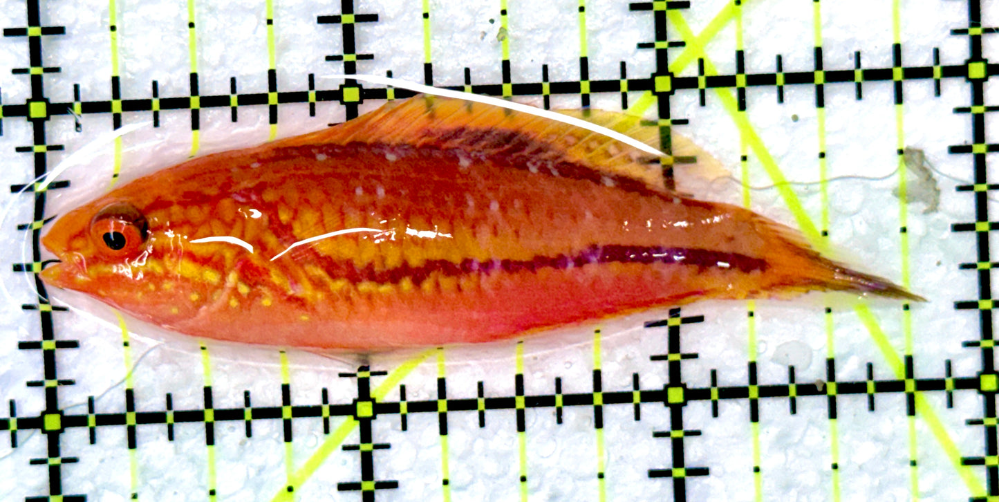 Pintail Fairy Wrasse PFW090102 WYSIWYG Size: XL 3.75" approx