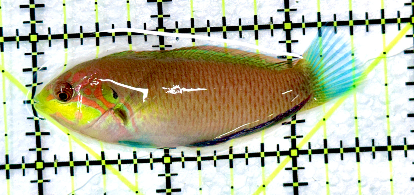 Moyer's Leopard Wrasse MYW090101 WYSIWYG Size: ML 2.5" approx