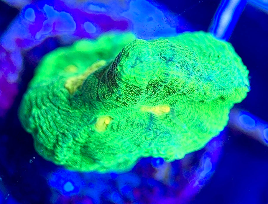 Space Invader Pectinia (Aquacultured) SIP102602 WYSIWYG