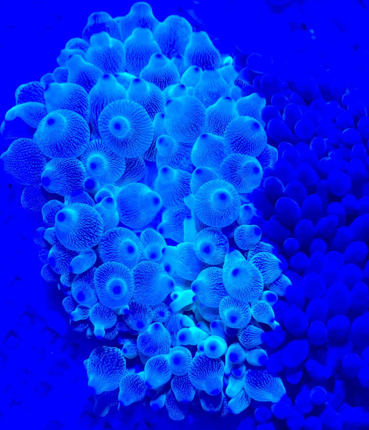 Green Bubble Tip Purple Base Anemone GBTA090401 WYSIWYG Size: L 4" to 5"