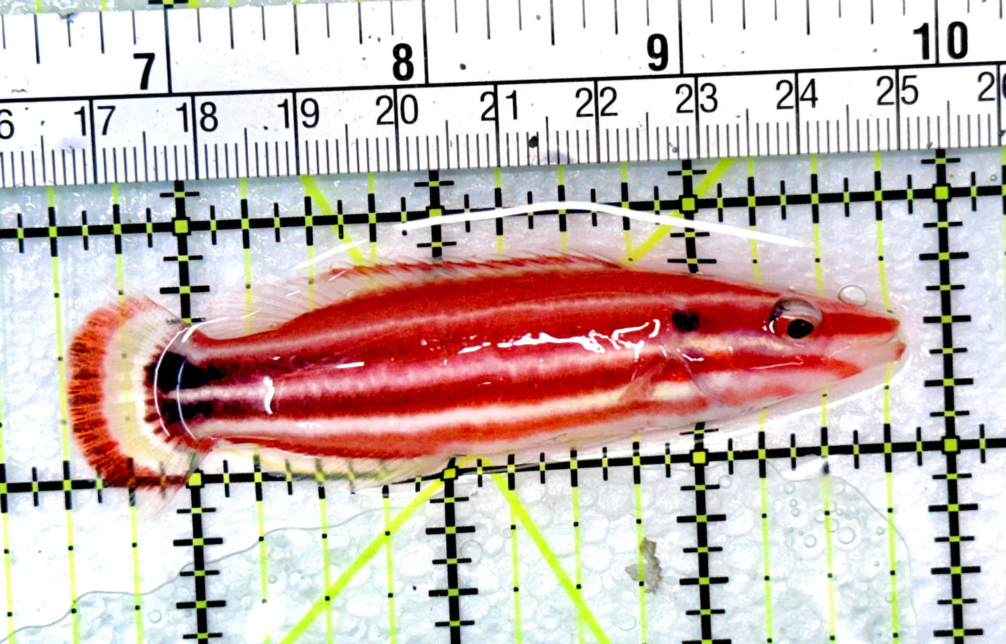 Candy Stripe Hogfish CSH090101 WYSIWYG Size XL : 3.25" approx