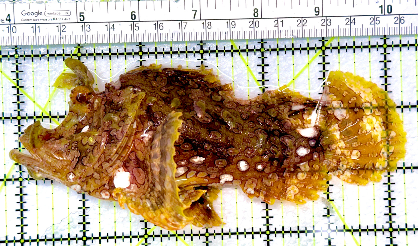 Golden Frilly Weedy Rhinopias Fish GFWR090101 WYSIWYG Size: XL 6.5" approx