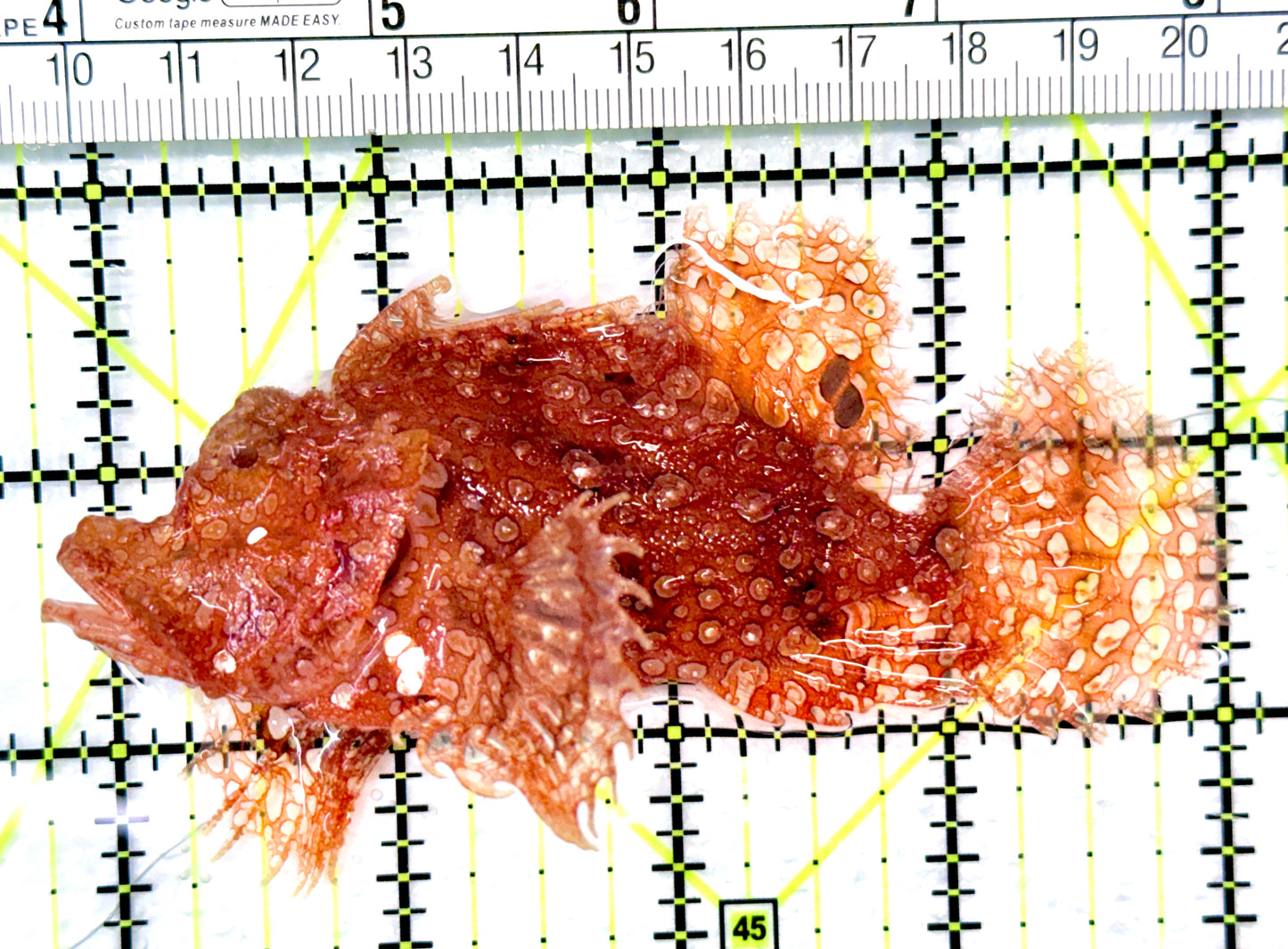 Red Frilly Weedy Rhinopias Fish RFWR090101 WYSIWYG Size: ML 4.25" approx
