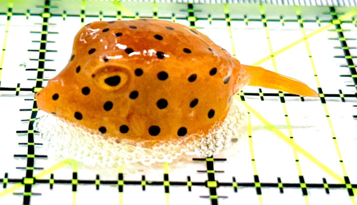 Yellow Polka Dot Boxfish YPDB090101 WYSIWYG Size: S 1.75" approx
