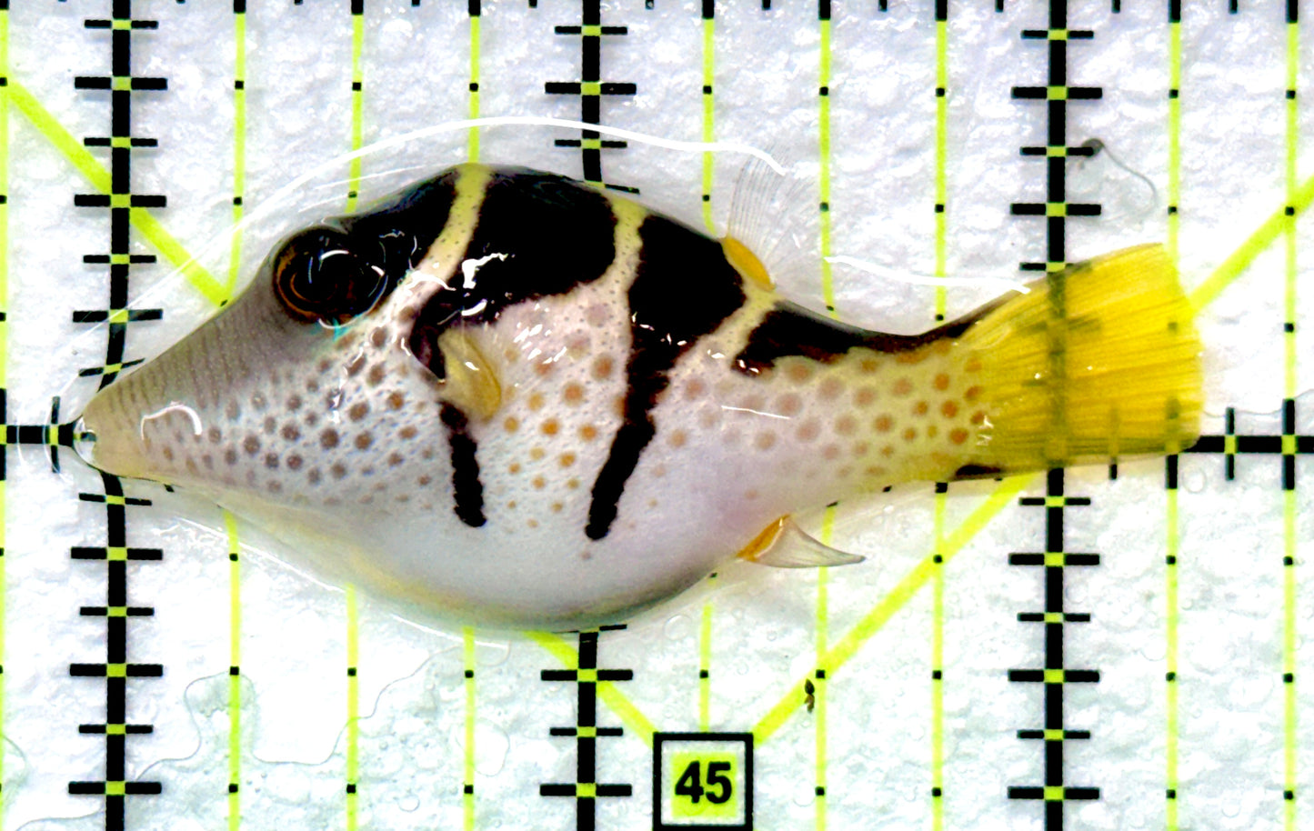 Valentini Toby Pufferfish VTP090101 WYSIWYG Size: M 2.25" approx