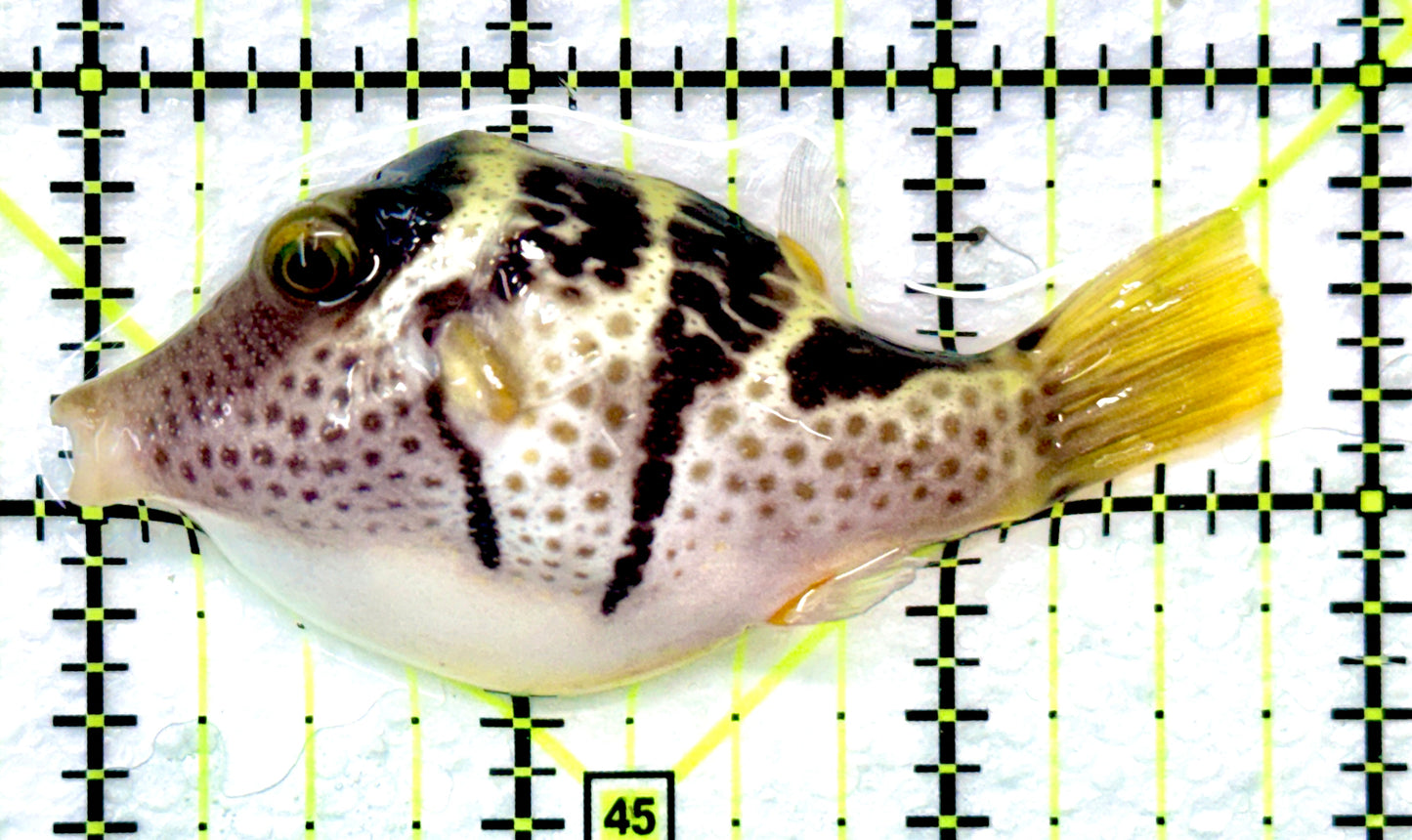 Valentini Toby Pufferfish VTP090102 WYSIWYG Size: L 2.75" approx