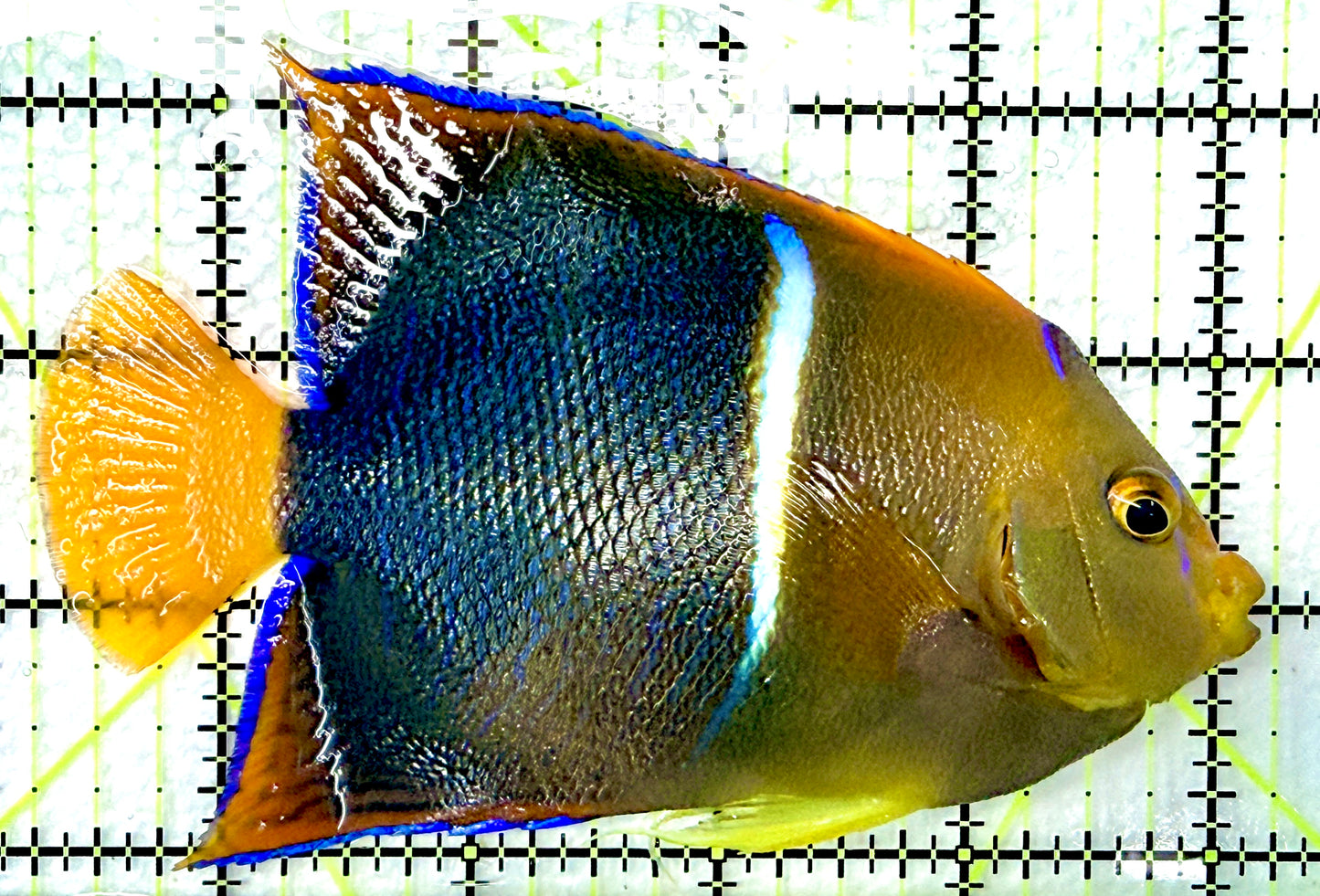 Passer King Angelfish PKA090101 WYSIWYG Size: L 5" approx