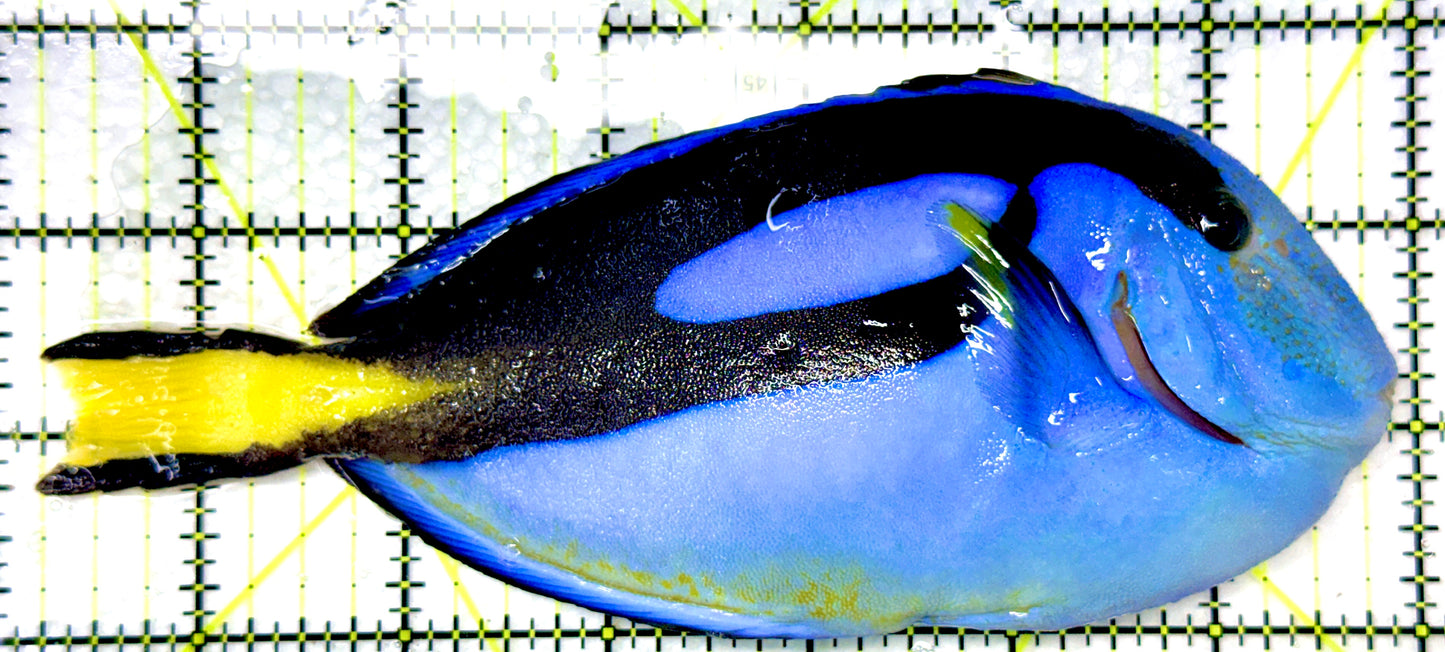 Blue Hippo Tang BHT090101 WYSIWYG Size: XXL/Show 6.75" approx