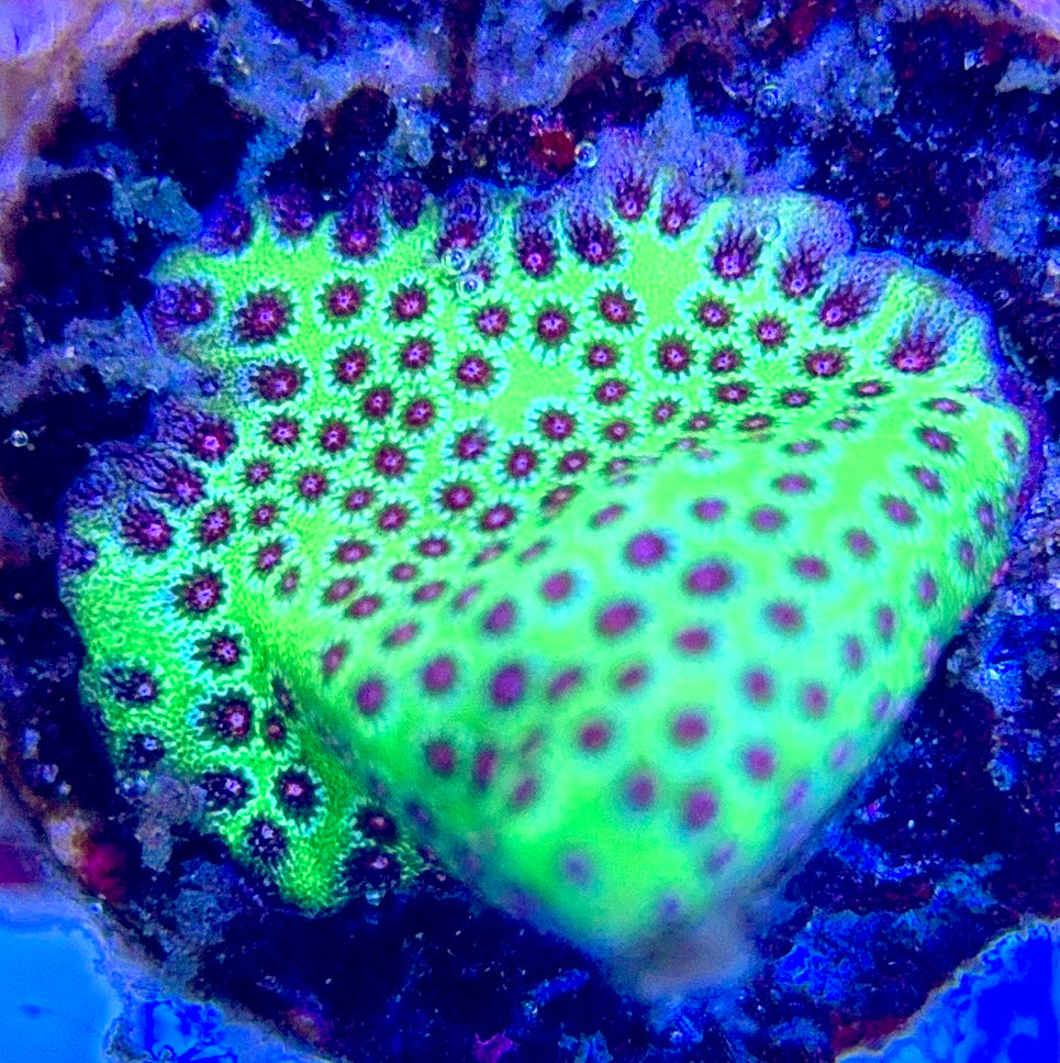 Strawberry Fields Porites SFP102602 WYSIWYG