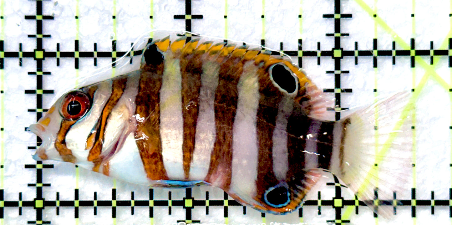 Harlequin Tuskfish HT090102 WYSIWYG Size: S 2.5" approx