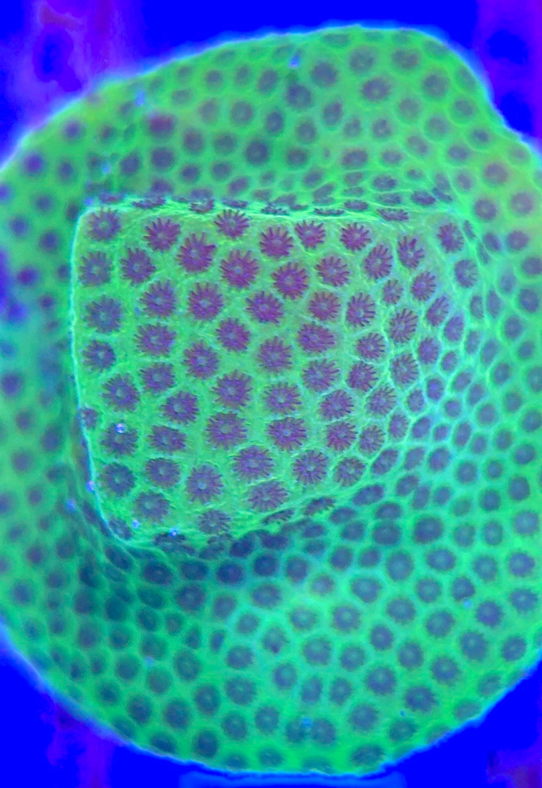 Tropic Thunder Montipora TTM102601 WYSIWYG