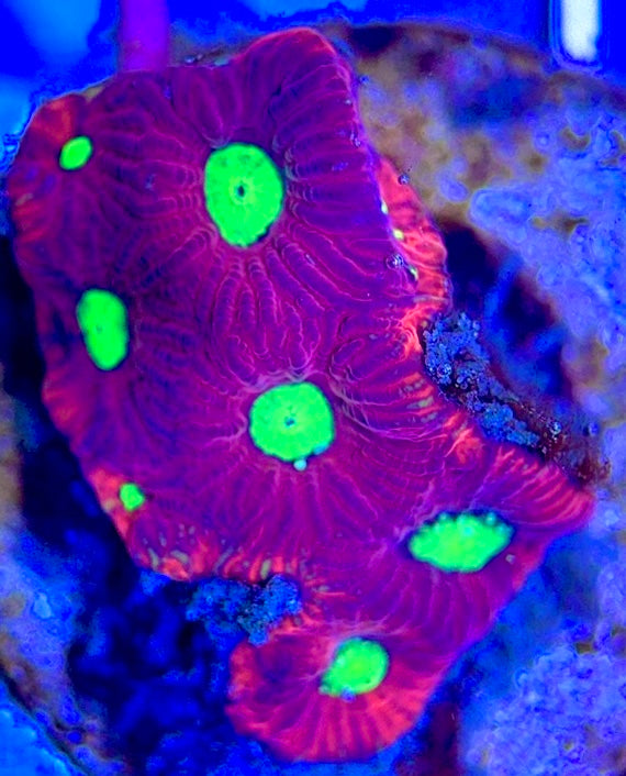 Gummy Bear Favia GBF102602 WYSIWYG