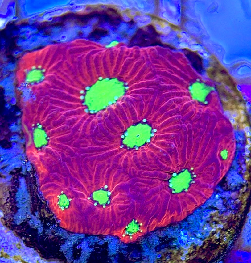 Gummy Bear Favia GBF102603 WYSIWYG