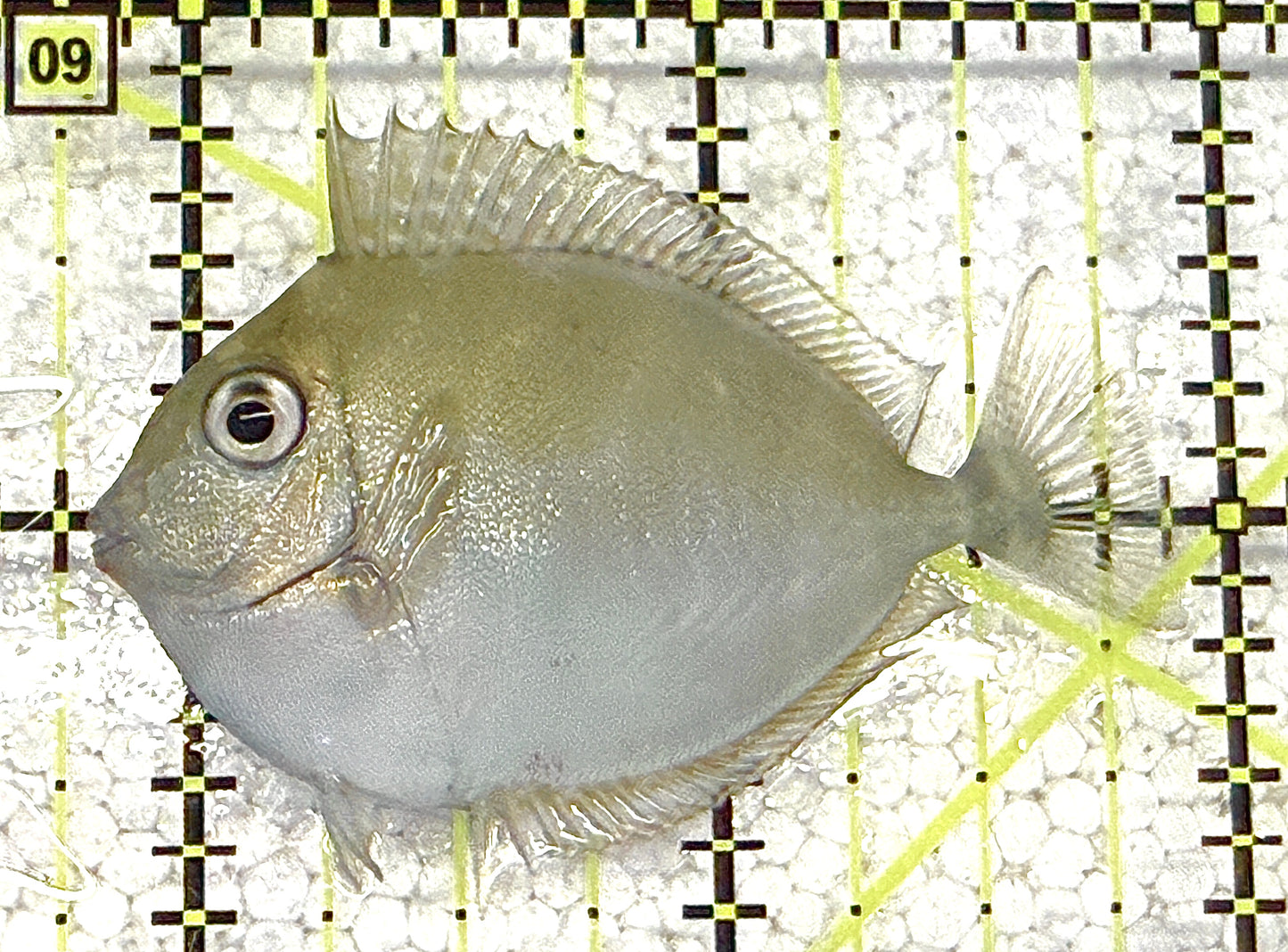Unicorn Tang UT020503 WYSIWYG Size: S 2" approx
