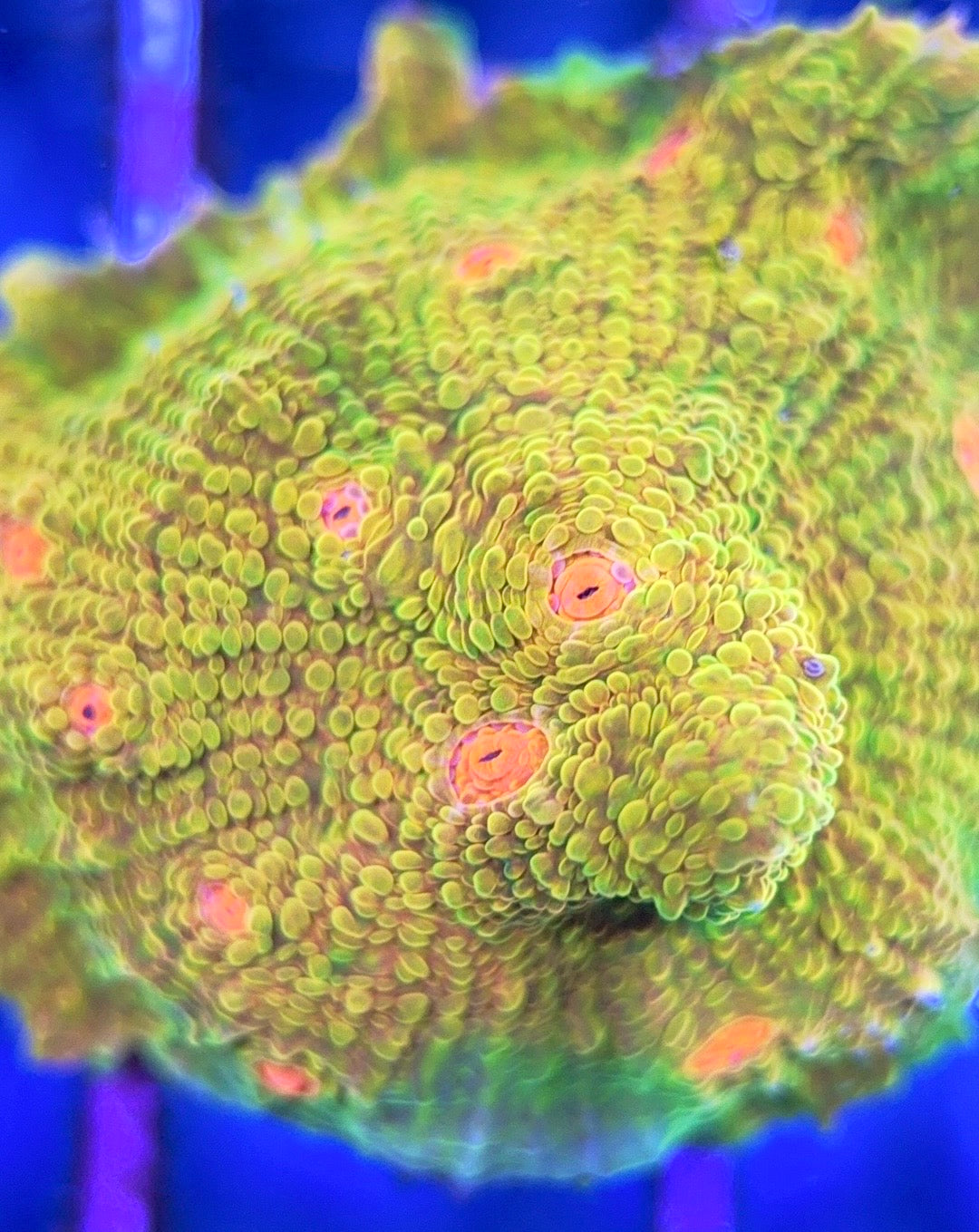 Mummy Eye Chalice MEC102502 WYSIWYG