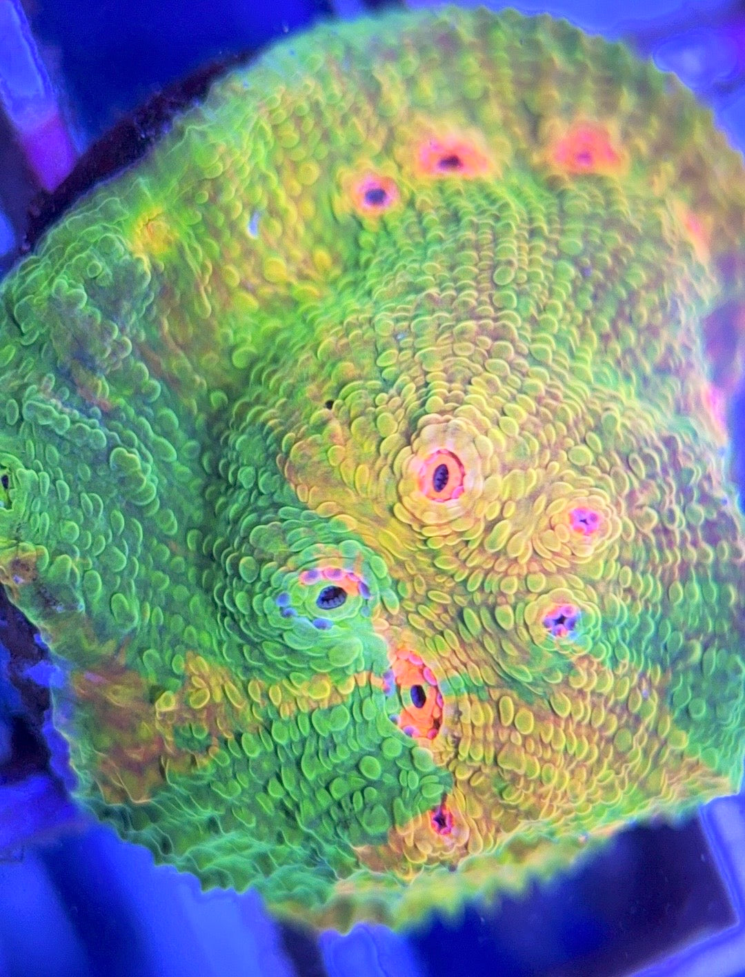 Mummy Eye Chalice MEC102503 WYSIWYG