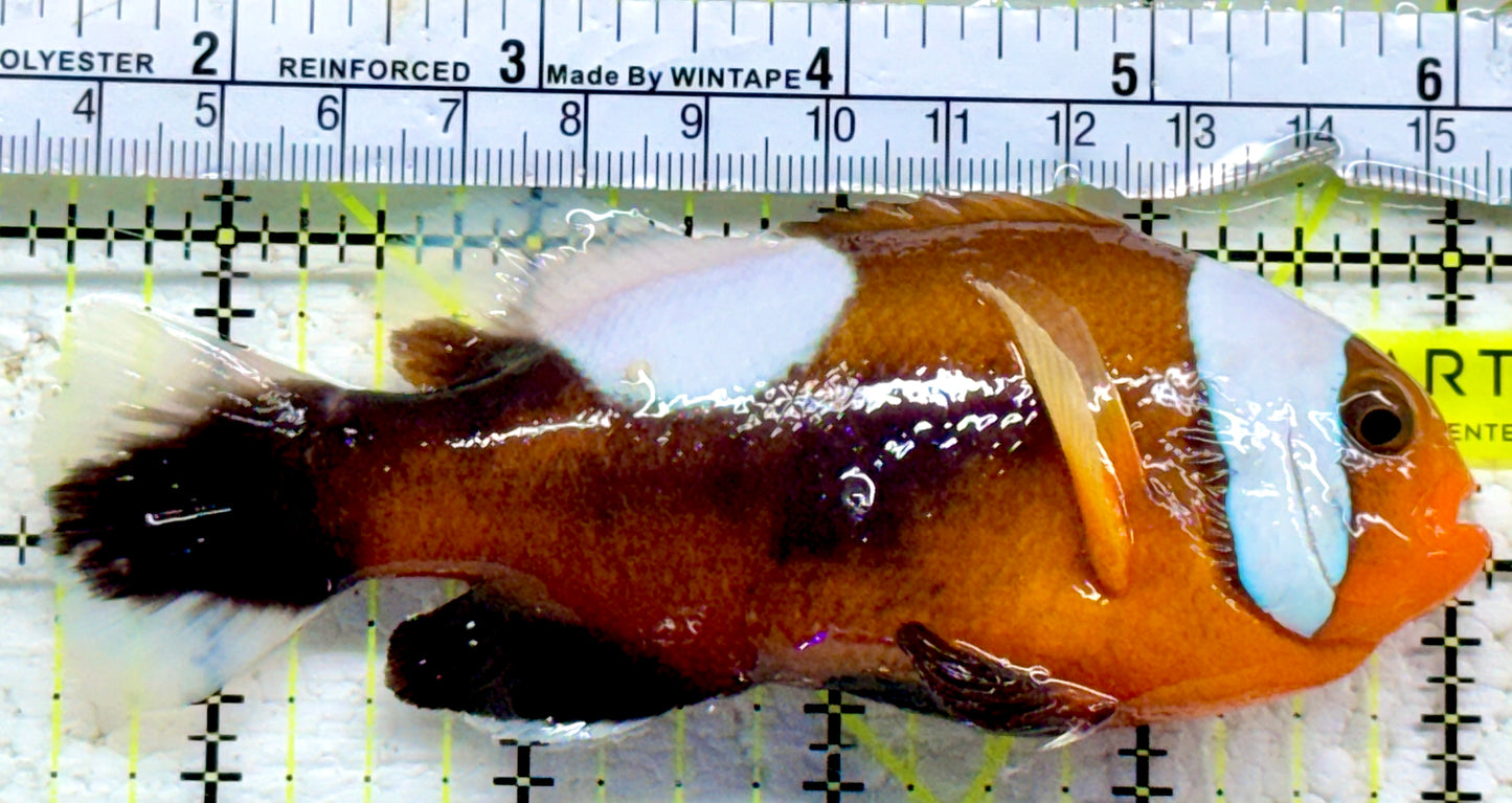 Red Saddleback Clownfish RSC090201 WYSIWYG Size: SHOW 4.75"