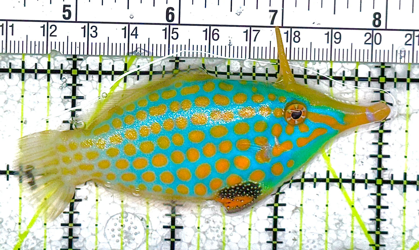 Orange Spotted Filefish - Violet Aquarium