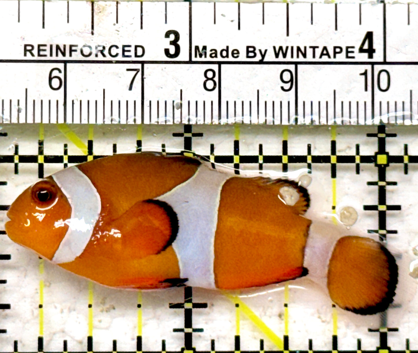 Ocellaris Clownfish OC090201 WYSIWYG Size: L 2.25"