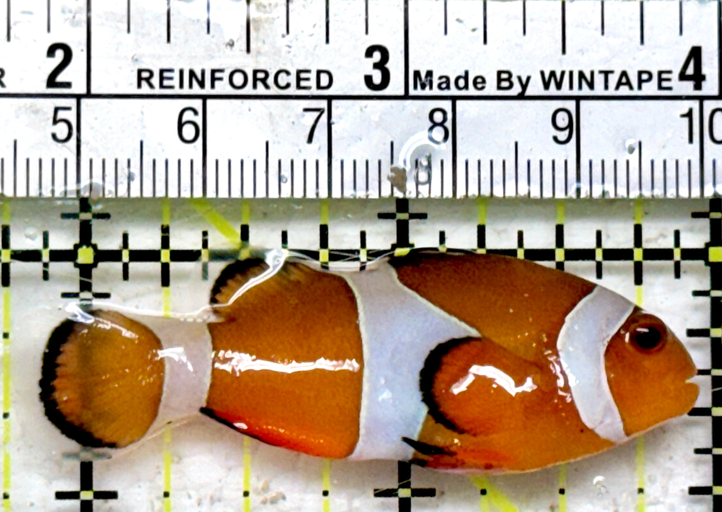 Ocellaris Clownfish OC090201 WYSIWYG Size: L 2.25"