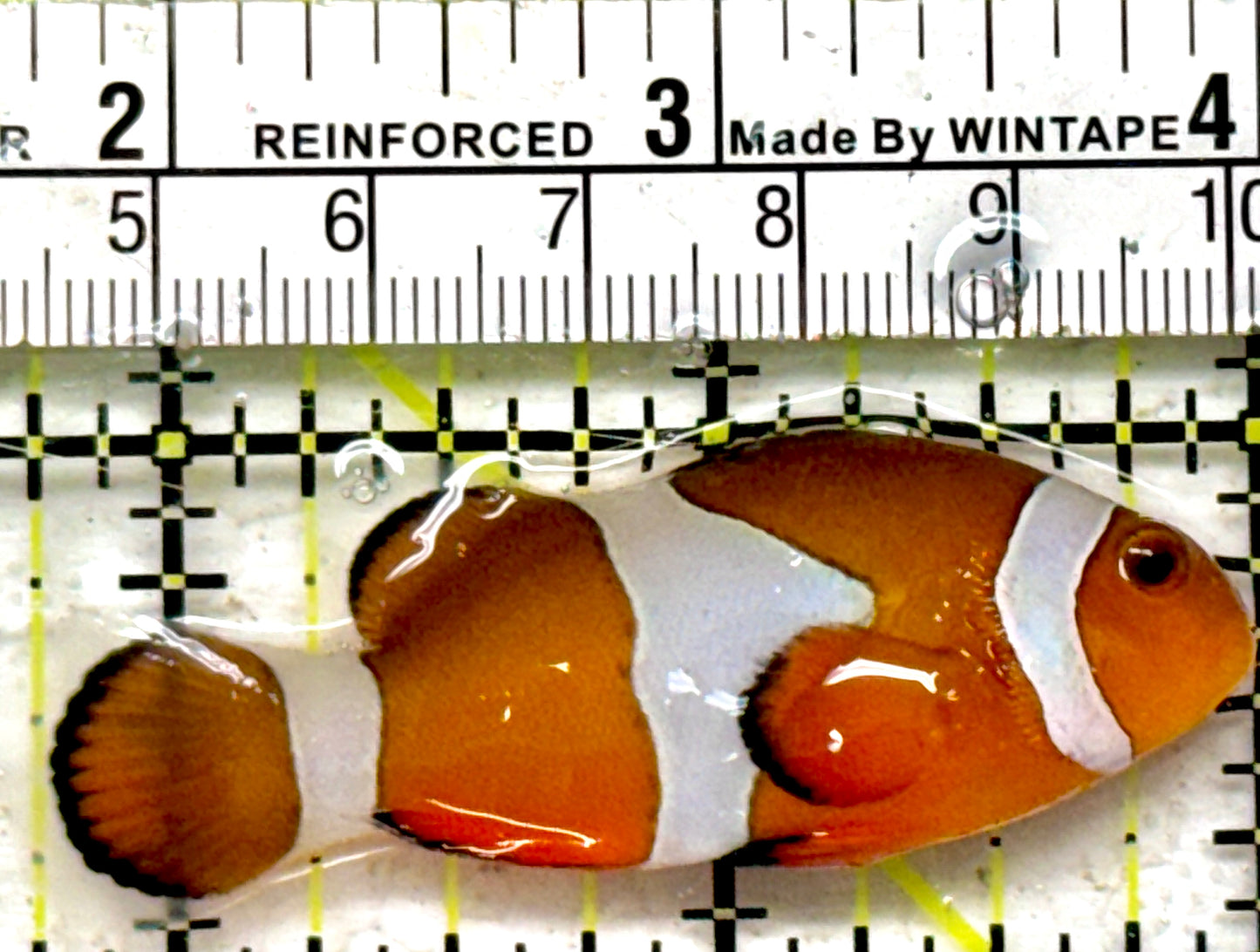 Ocellaris Clownfish OC090202 WYSIWYG Size: L 2.25"