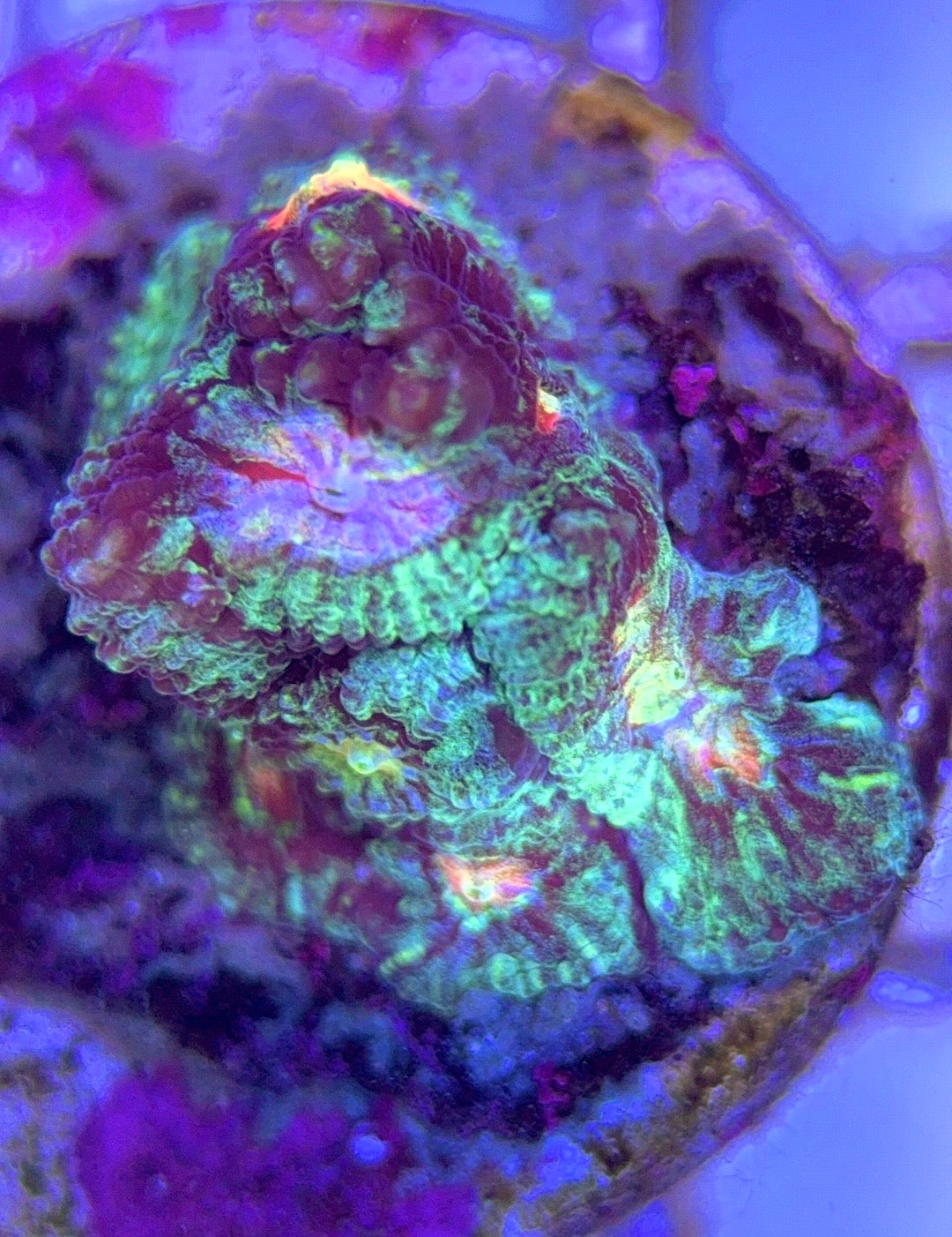 Bleeding Mayan Sun Favia BMSF102504 WYSIWYG