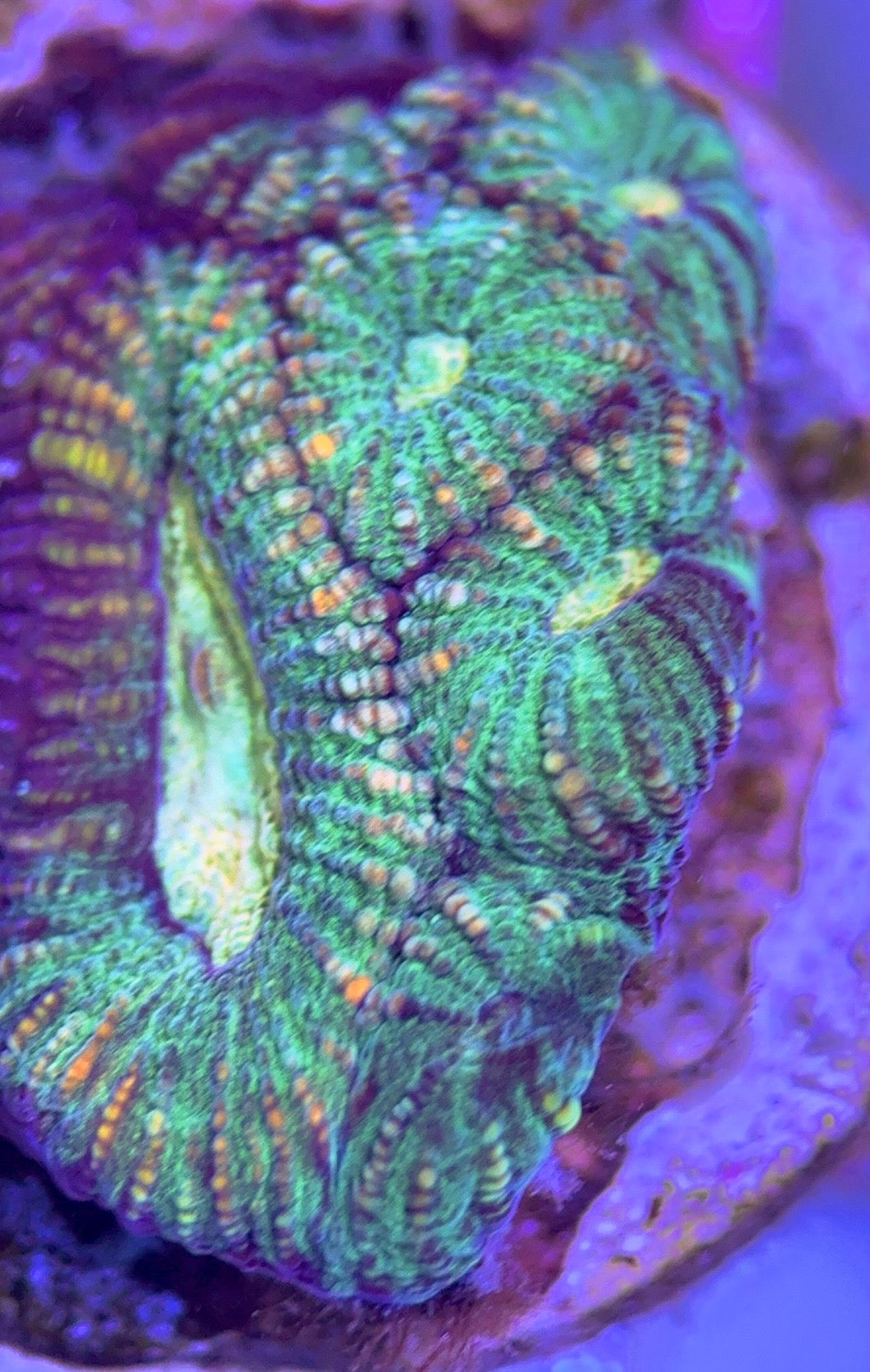 Green Favites GF102502 WYSIWYG