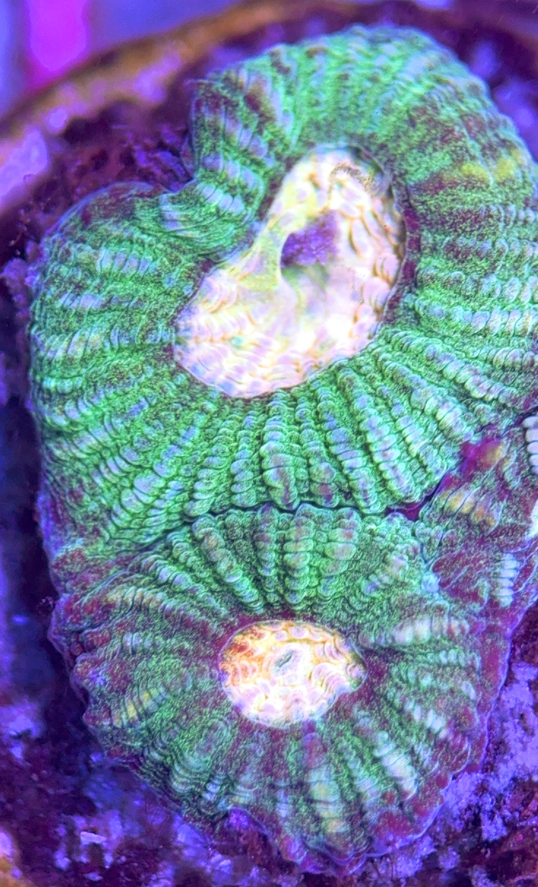 Green Favites GF102503 WYSIWYG