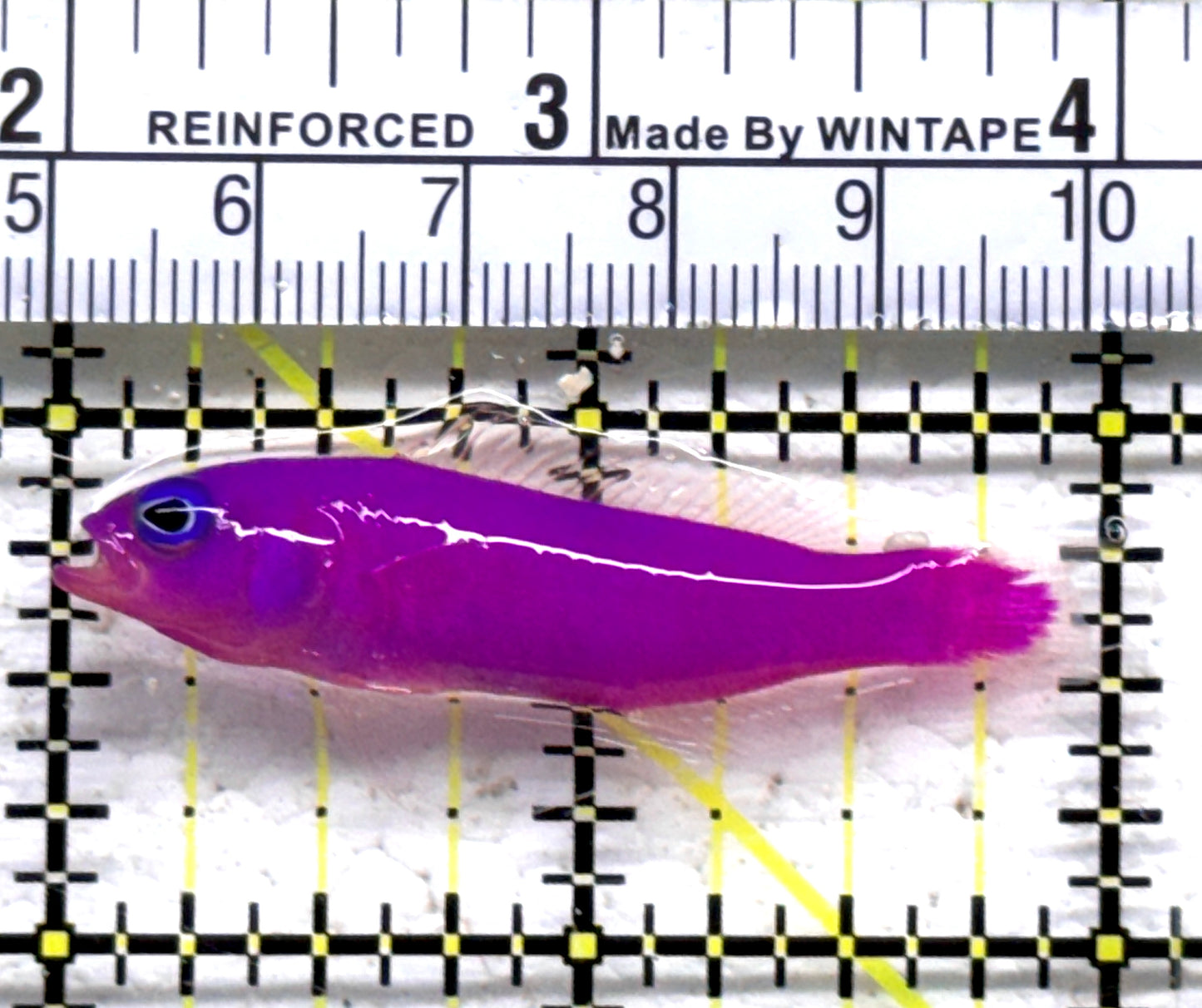 Strawberry Dottyback SD090302 WYSIWYG Size: S 2" approx