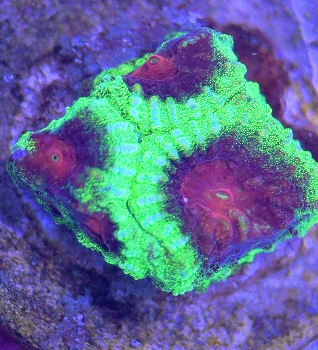 Hot Assorted neon Favia (Unique) Size: M 0.75" to 1" - Violet Aquarium