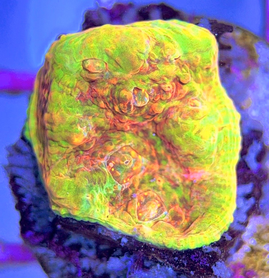 Aussie Ultra Echinata AUE102502 WYSIWYG