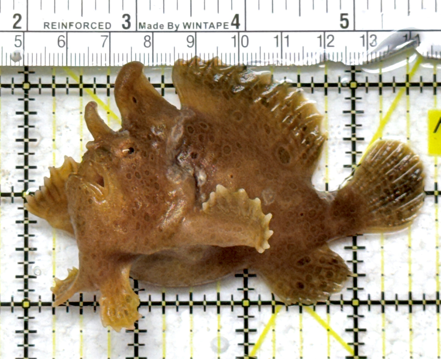 Angler A090302 WYSIWYG Size: ML 3.5" approx