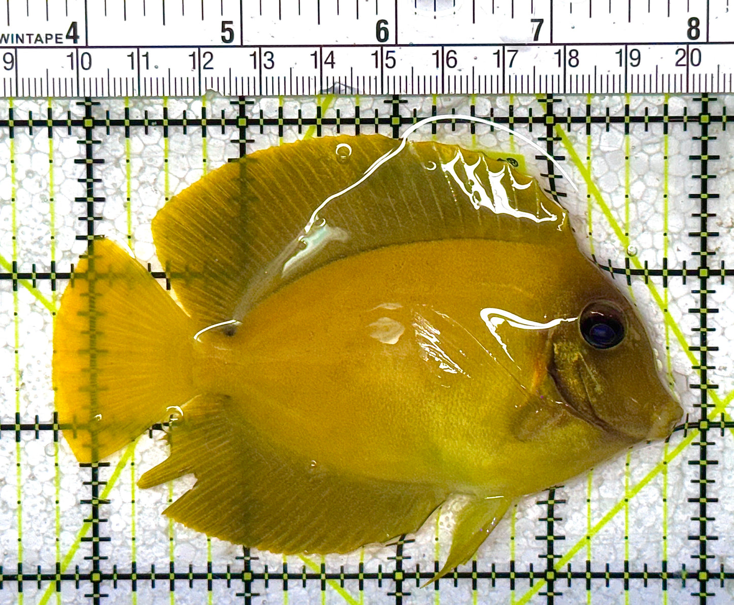 Chocolate Tang (Yellow Mimic when Juvenile) CT010501 WYSIWYG Size: ML 4" approx