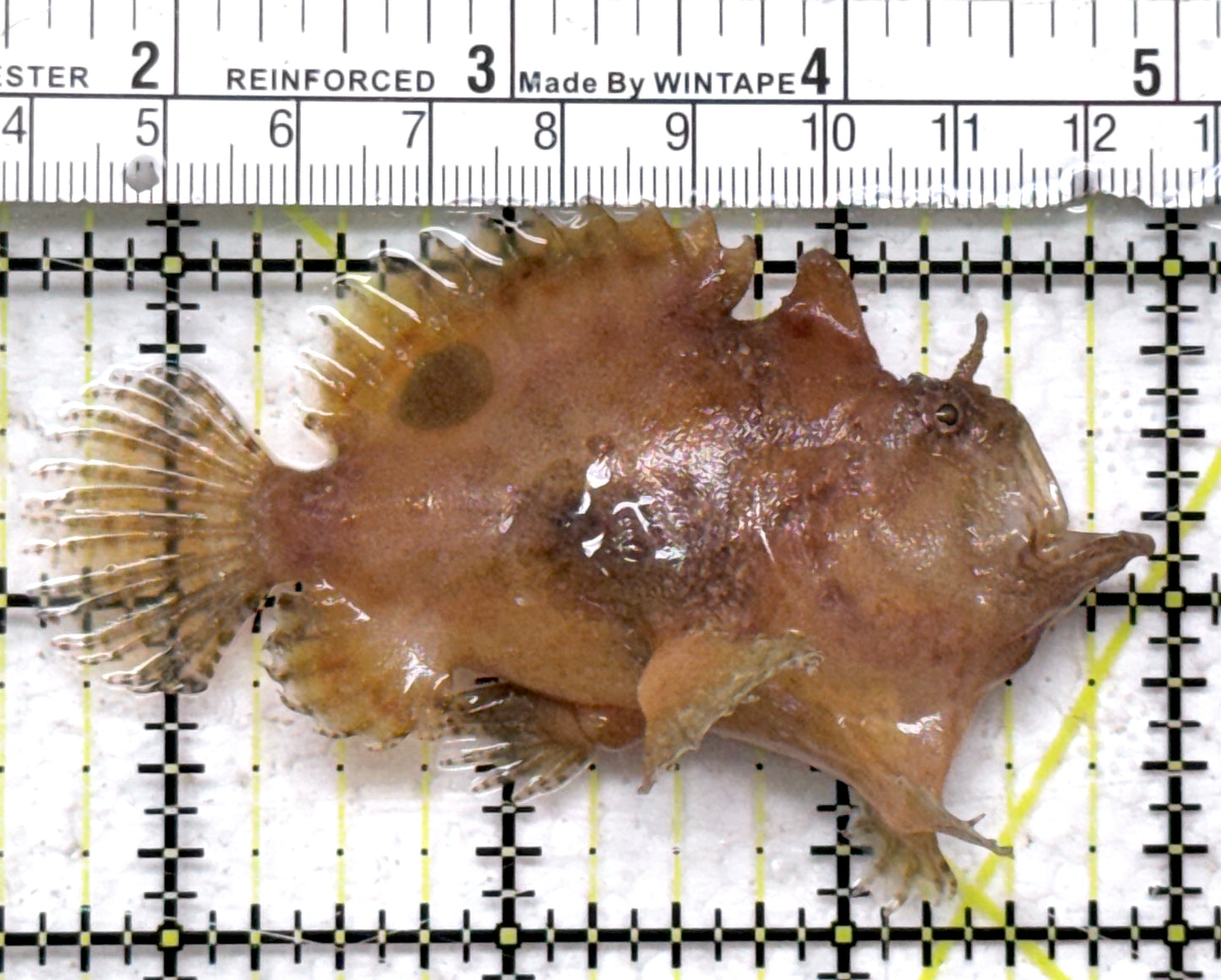 Angler A090303 WYSIWYG Size: ML 3" approx