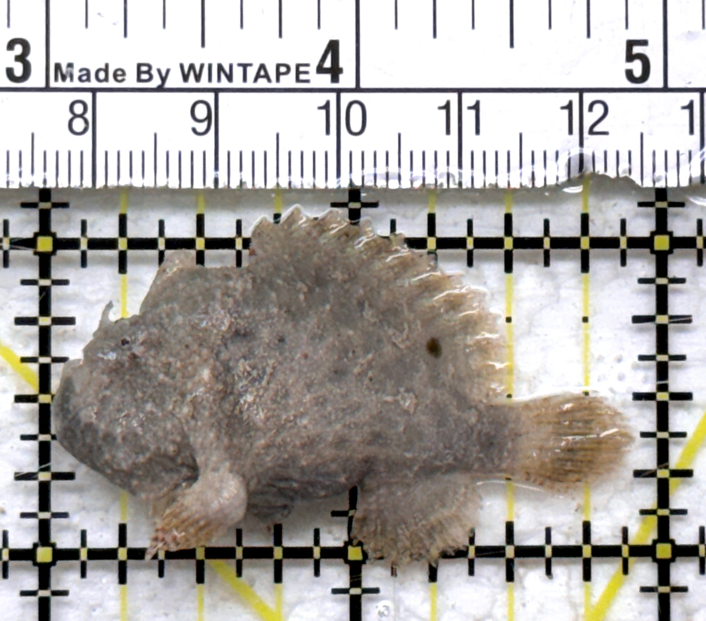 Angler A090304 WYSIWYG Size: M 2" approx