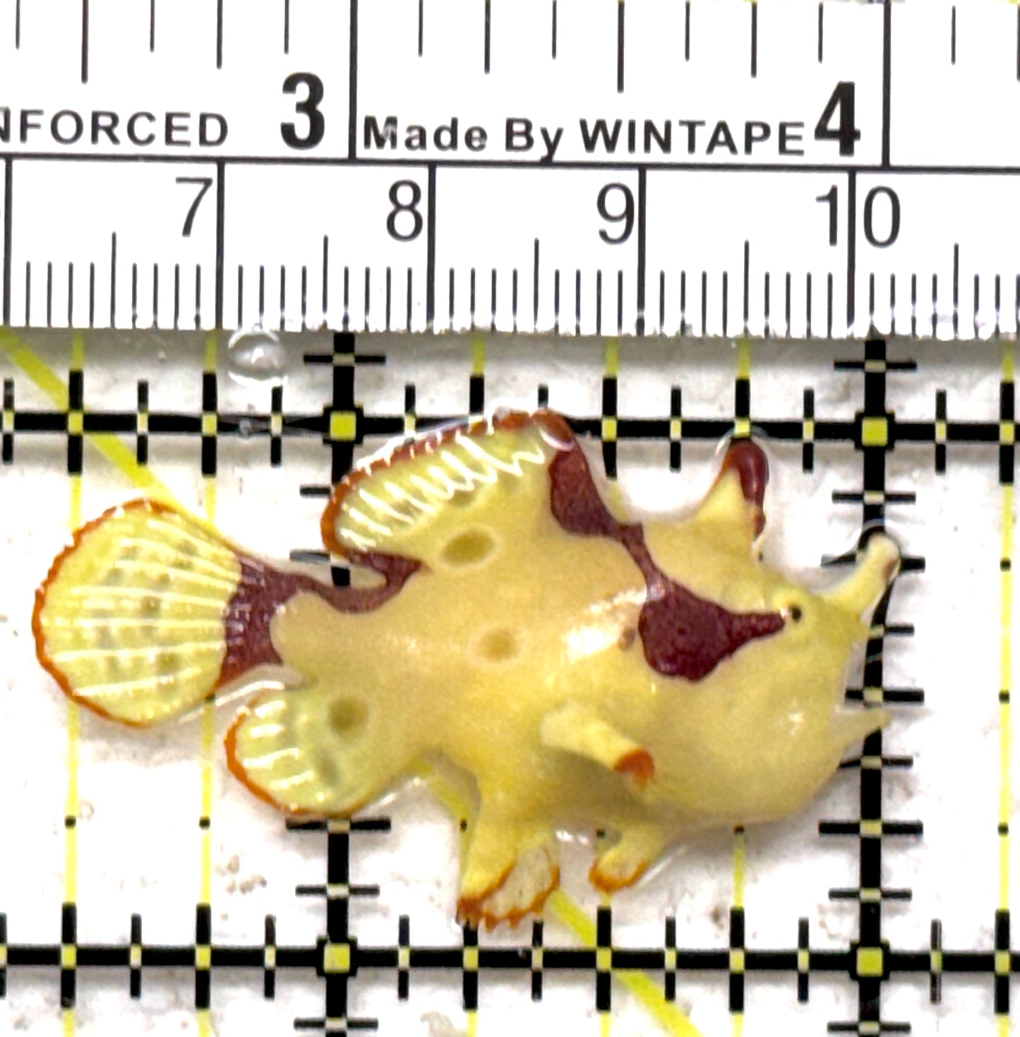 Yellow Pink Warty Angler YPWA090302 WYSIWYG Size: S 1.5" approx