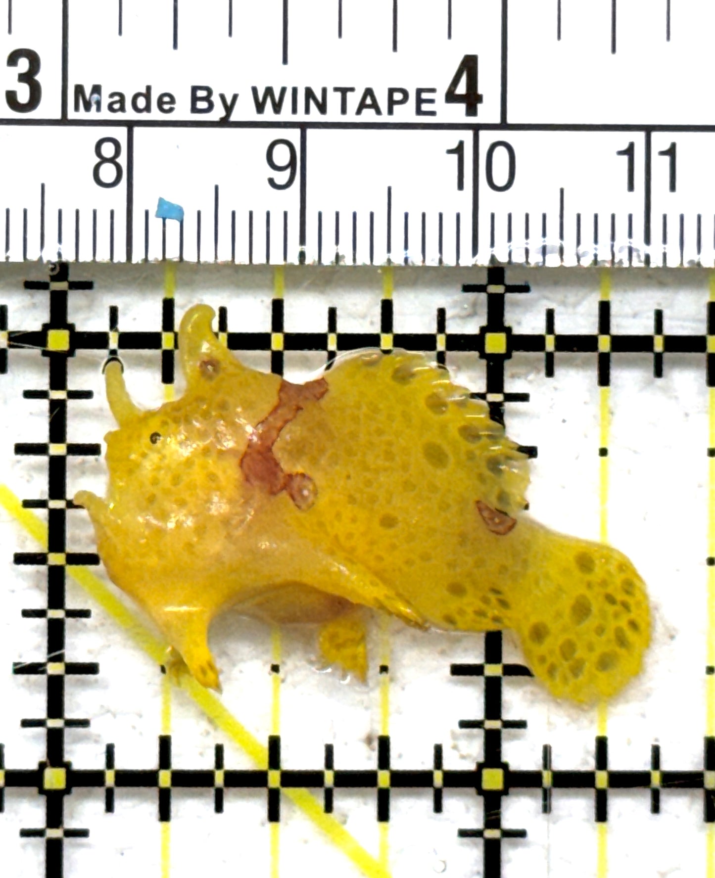 Angler A090305 WYSIWYG Size: S 1.5" approx