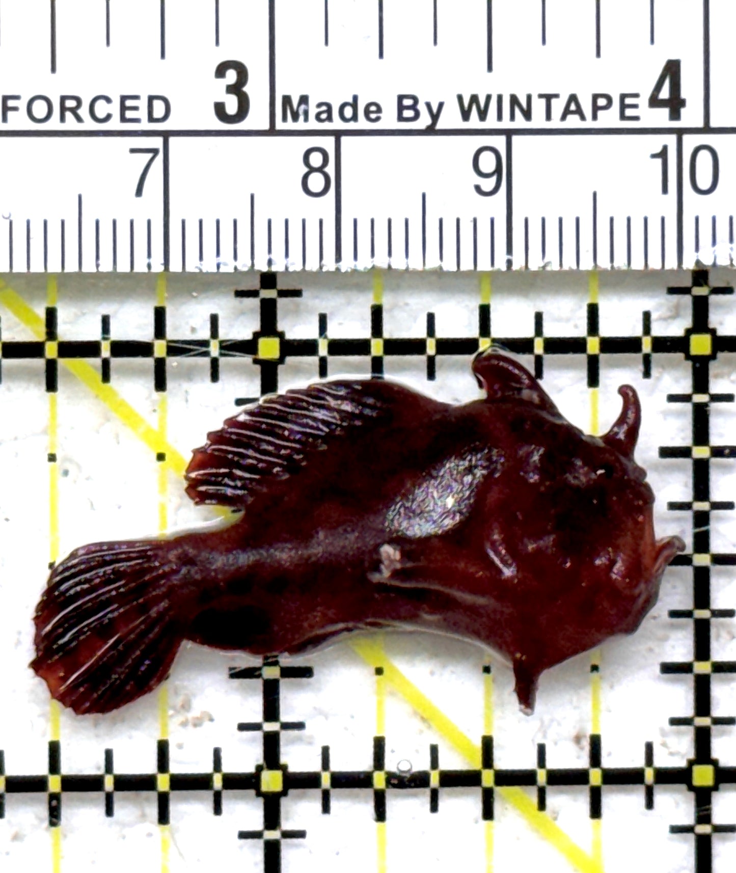 Angler A090306 WYSIWYG Size: S 1.5" approx